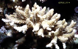 acrop3-large.jpg
