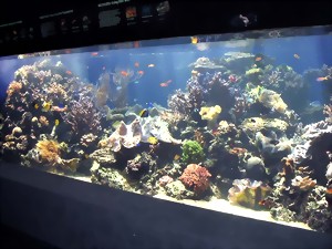 barrierreef5-large.jpg